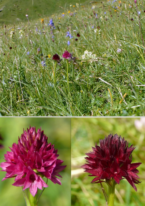 Una giornata a Valparola. Dactylorhiza, Nigritella e grandi montagne!
